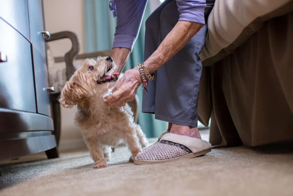 Elderly woman in her senior apartment petting her dog